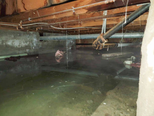 Best Professional water damage repair  in Arcadia, IN